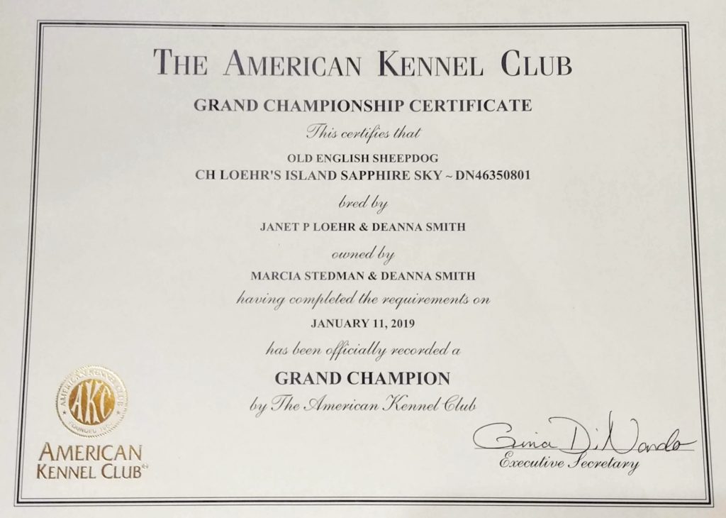 Grand Champion – Saffy