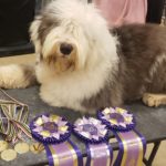 Braya finishes IABCA International Puppy Championship