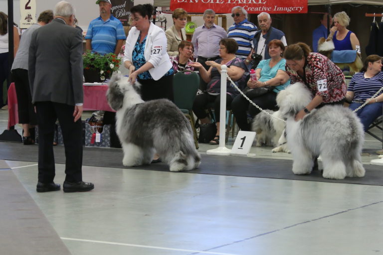 new-canadian-kennel-club-champion-island-bound-sheepdogs