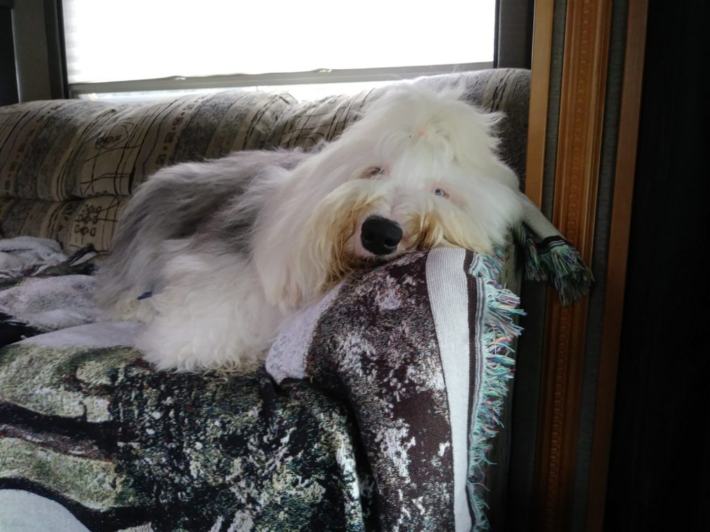 Old English Sheepdog rests her head on the arm of a motorhome couch next to a window