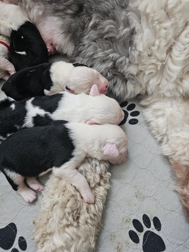 Newborn black and white Old English Sheepdog puppies nursing and sleeping against their mother's coat on a paw-print mat