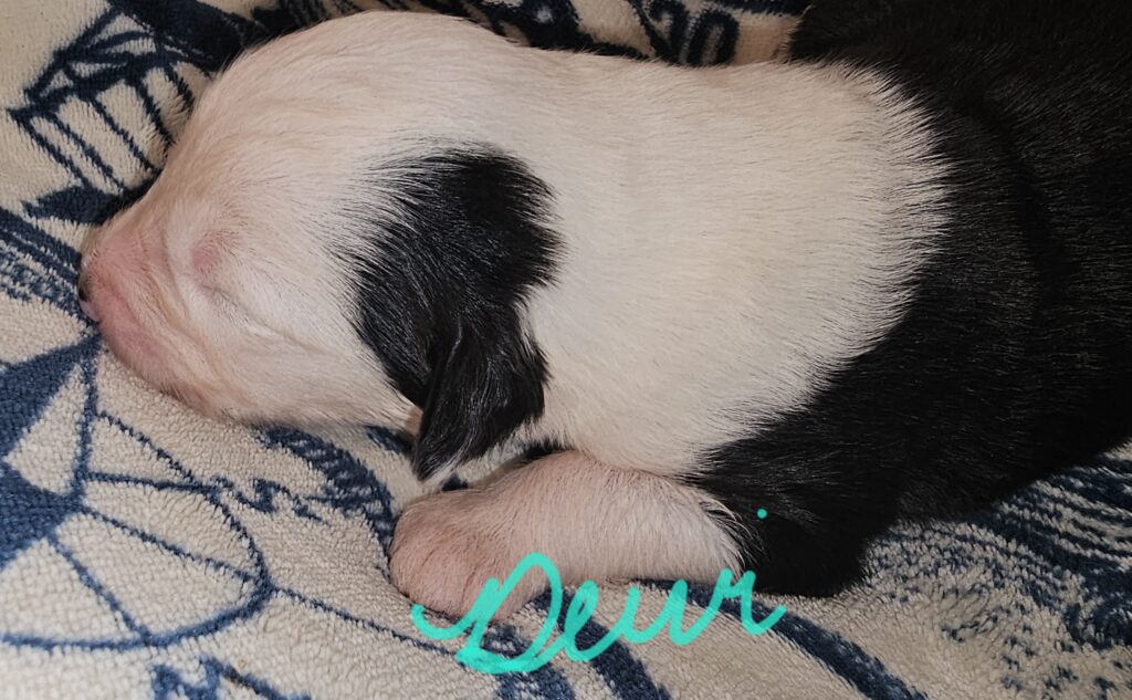 Newborn black and white Old English Sheepdog puppy asleep on a patterned blanket, captioned Dewi