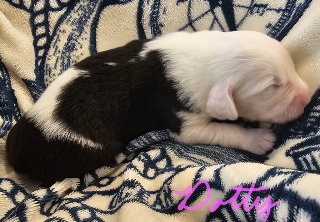 Newborn black and white Old English Sheepdog puppy asleep on a blue and cream blanket, captioned Dotty