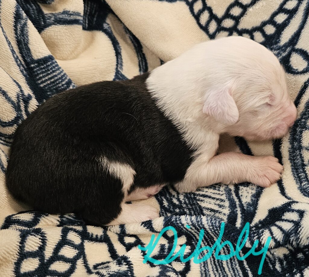 Black and white Old English Sheepdog puppy asleep on a patterned blanket, with the name Dibbly written in teal