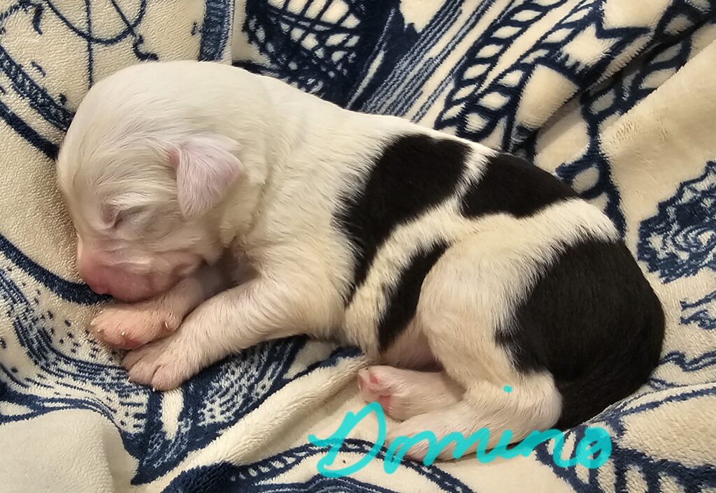 Newborn black and white Old English Sheepdog puppy curled asleep on a blanket, with the name Domino written below