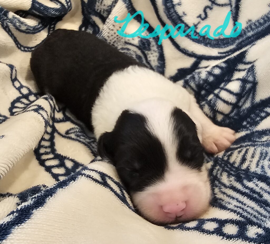 Newborn black and white Old English Sheepdog puppy sleeping on a blue and cream blanket, captioned Desperado