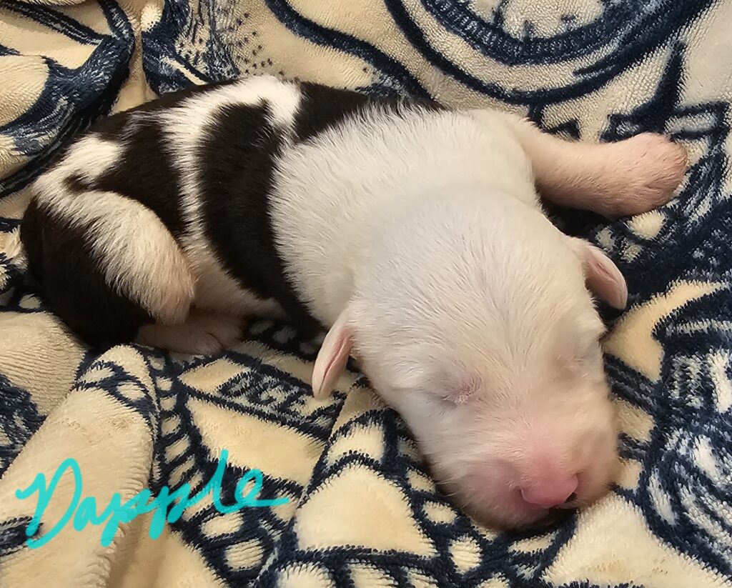 Sleeping black and white Old English Sheepdog puppy on a patterned blanket, with the name Dapple written in teal