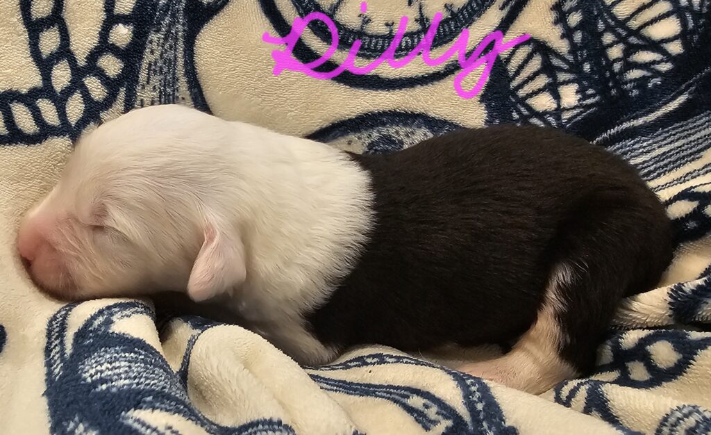 Newborn black and white Old English Sheepdog puppy asleep on a blanket, with the name Dilly written above