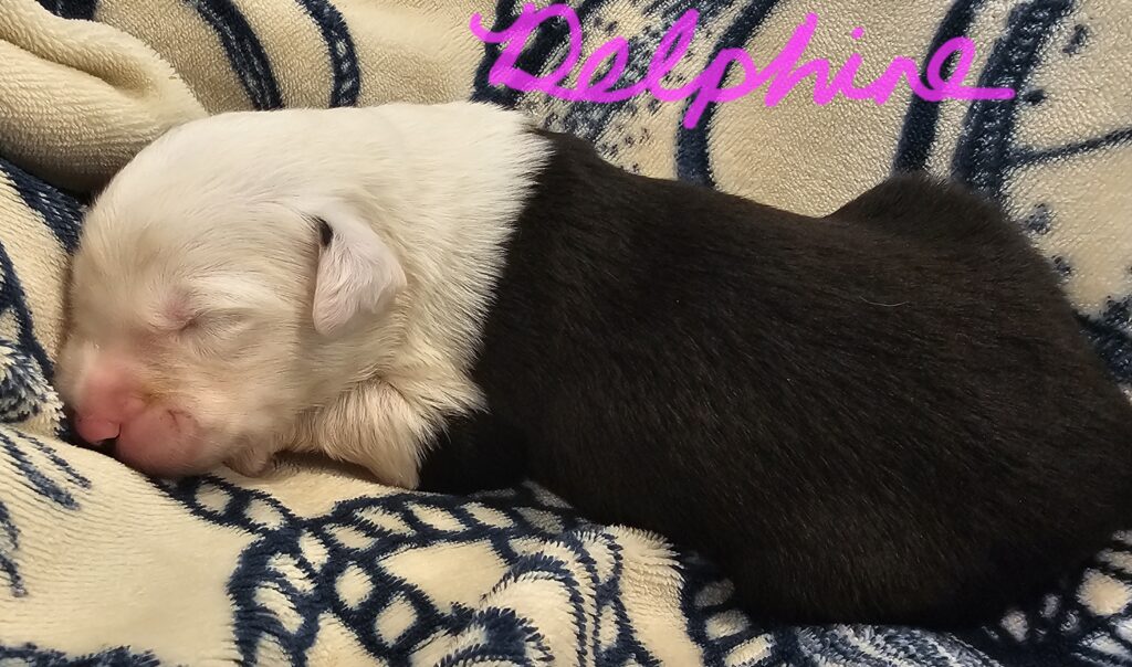 Newborn black and white Old English Sheepdog puppy asleep on a blue and cream blanket, captioned Delphine
