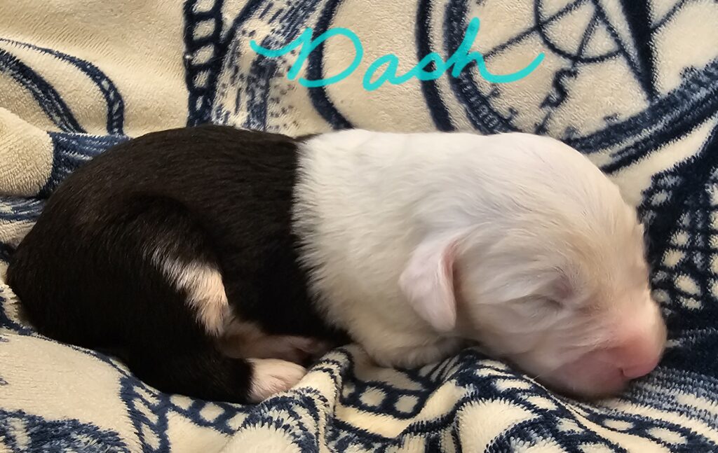Sleeping newborn black and white Old English Sheepdog puppy on a blue and cream blanket, with the name Dash written above