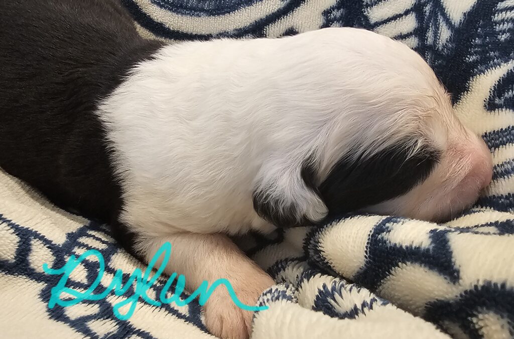 Sleeping black and white Old English Sheepdog puppy on a blue and cream blanket, with the name Dylan written in teal