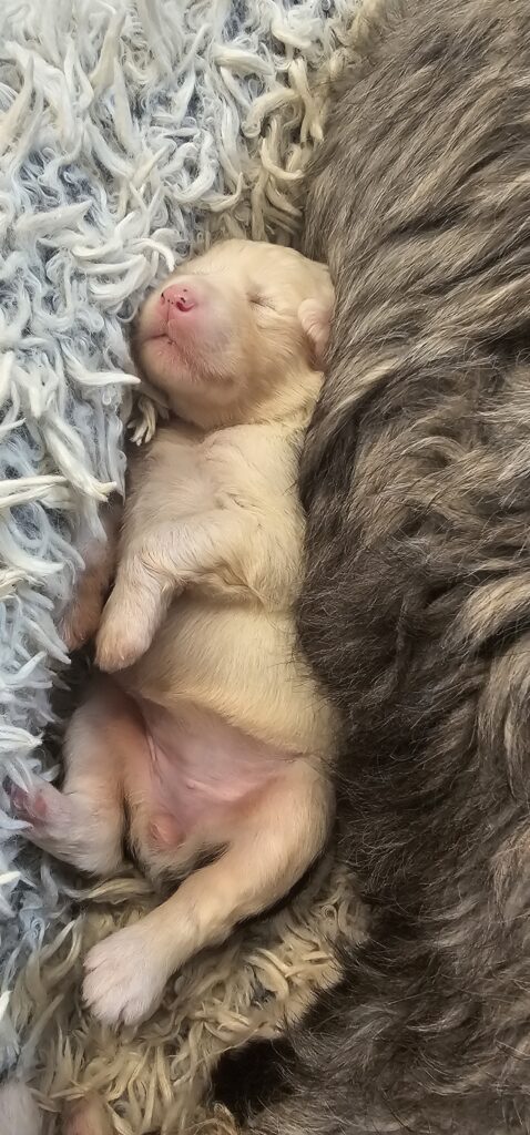 Newborn cream-colored Old English Sheepdog puppy sleeping on a shaggy rug, curled against its mother's gray coat