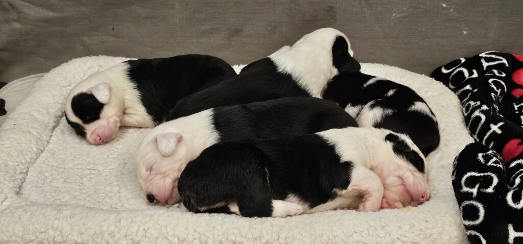Newborn black and white Old English Sheepdog puppies sleeping in a heap on a fleece bed