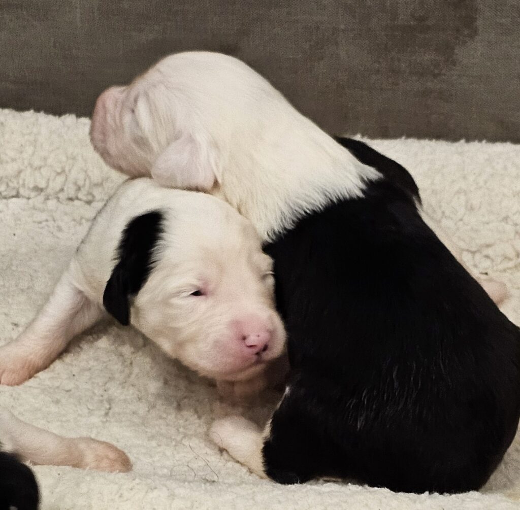 Two sleeping newborn Old English Sheepdog puppies, one black and white, curled together on a fleece bed