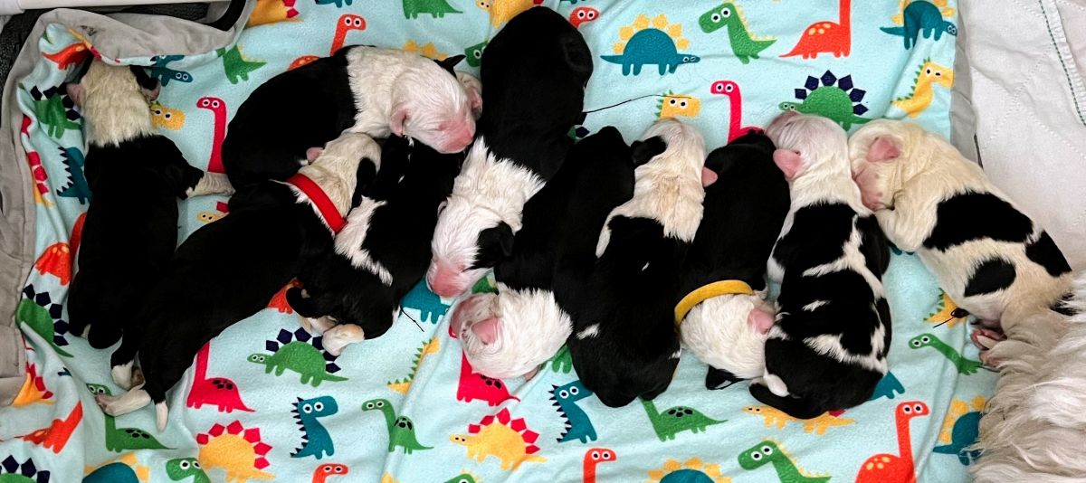 The Long Awaited Arrival of Puppies