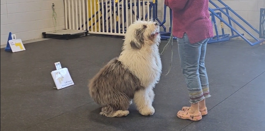JB, an Old English Sheepdog, practising rally obedience