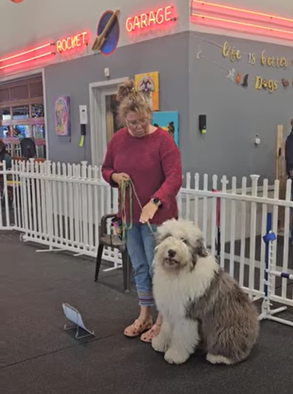 Old English Sheepdog sitting calmly beside its handler during a rally class, with a small phone on a stand in front