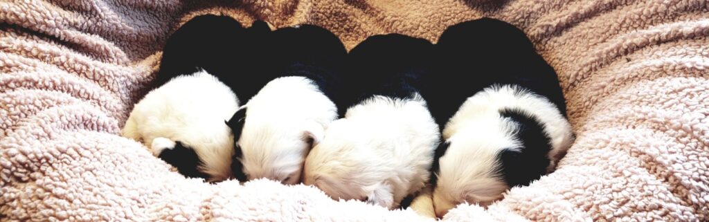 Four black and white Old English Sheepdog puppies sleeping side by side on a cozy fleece bed