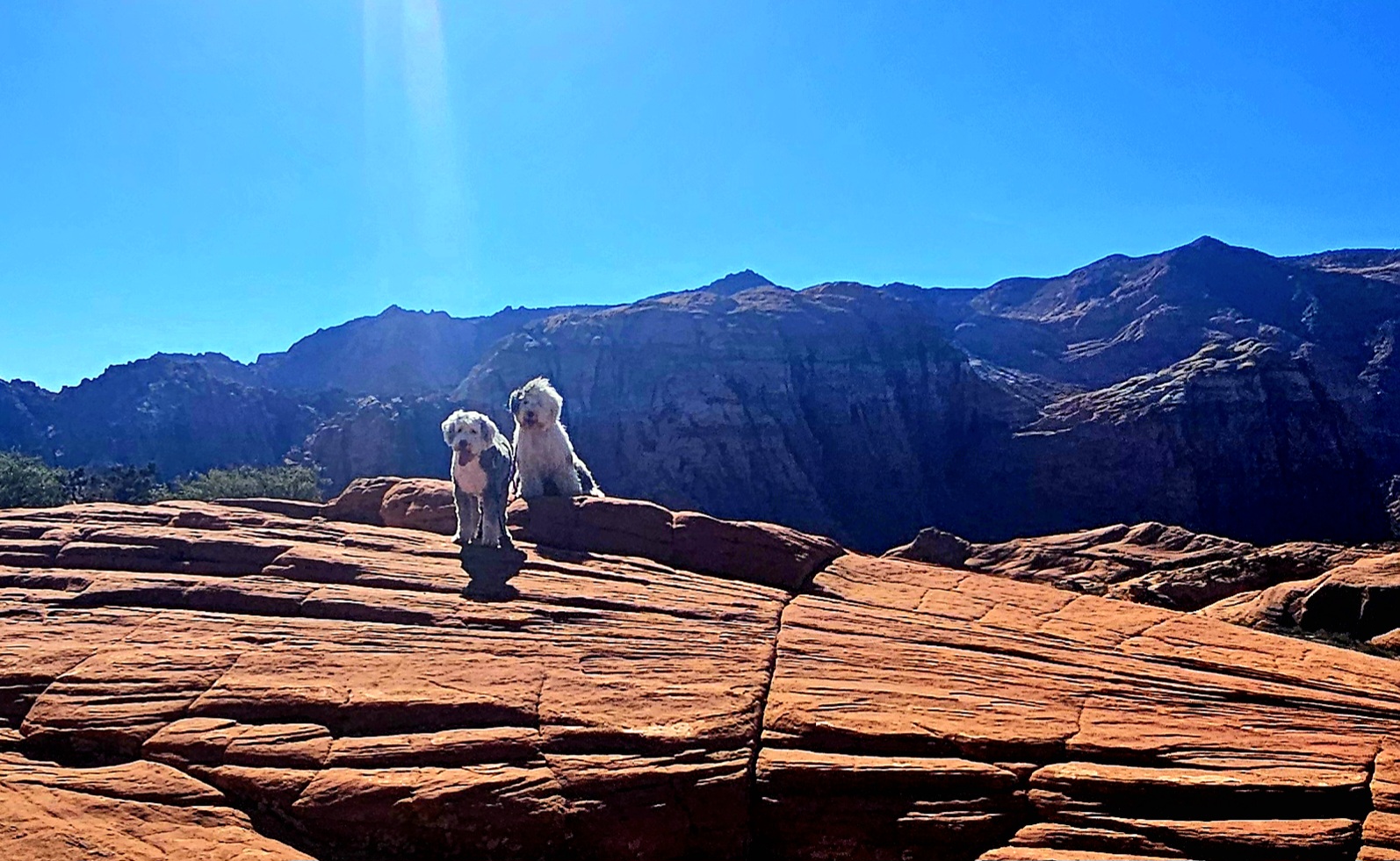 On the Road Again! The Island Bound Sheepdogs Head Southwest