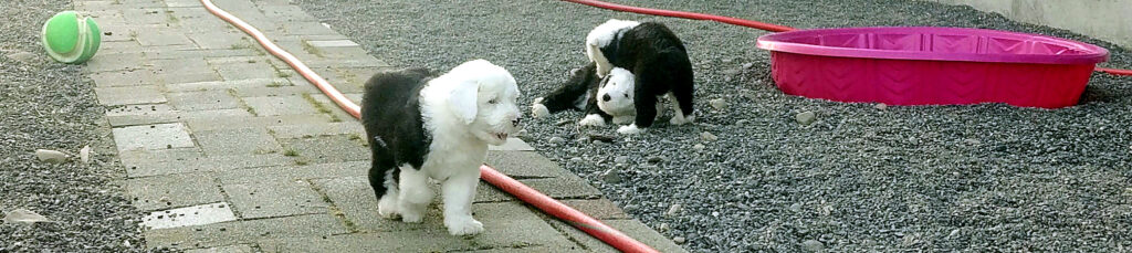 Old English Sheepdog puppy walking on a paved path near plush toys, a tennis ball and a pink wading pool