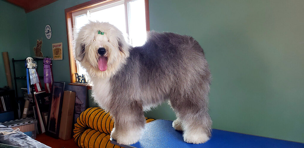 Groomed grey and white Old English Sheepdog standing on a grooming table beside show ribbons
