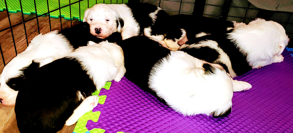 Newborn black and white Old English Sheepdog puppies sleeping in a heap on a purple mat in a whelping pen