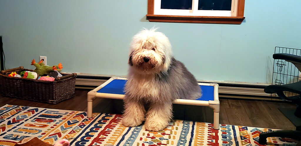 Grey and white Old English Sheepdog sitting on a blue raised cot bed in a living room with a toy basket