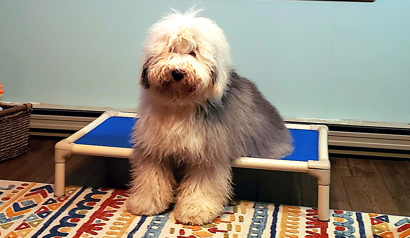 Grey and white Old English Sheepdog sitting on a blue raised cot bed in a living room with a toy basket