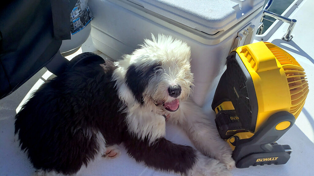 Black and white Old English Sheepdog puppy lying on a boat deck next to a yellow DeWalt fan