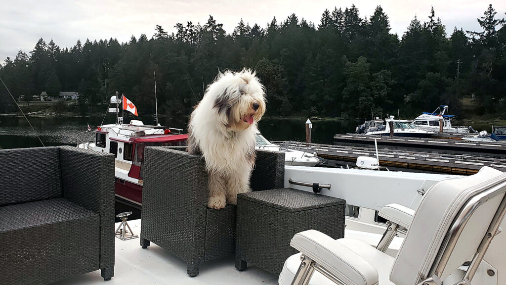 Old English Sheepdog perched on a wicker chair on a boat deck, with a Canadian flag and marina behind