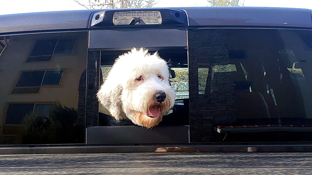 Old English Sheepdog leaning its head out of a truck's rear window, tongue showing