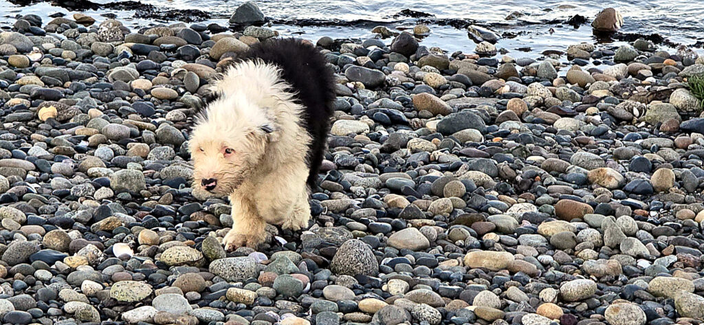 Cream and black Old English Sheepdog puppy walking over a pebble beach