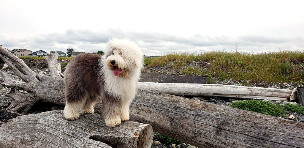 Old English Sheepdog standing on a driftwood log at a Pacific Northwest beach, tongue out